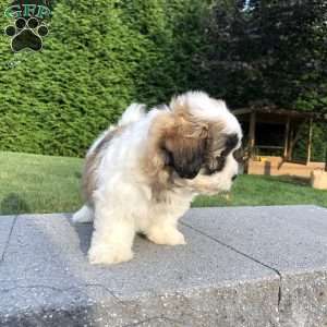 Tessa, Bichon Mix Puppy