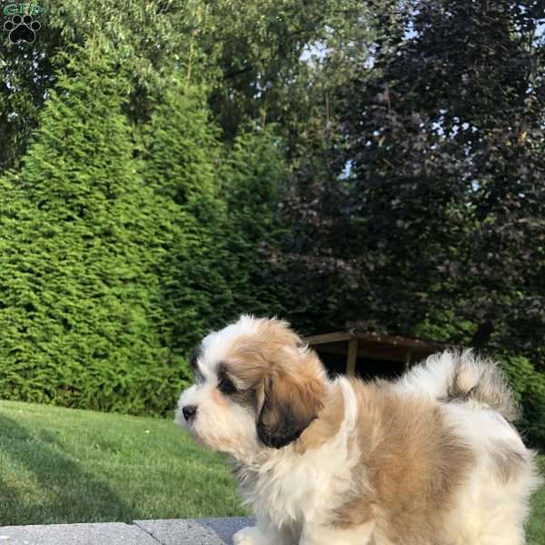 Tessa, Bichon Mix Puppy