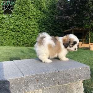 Tessa, Bichon Mix Puppy