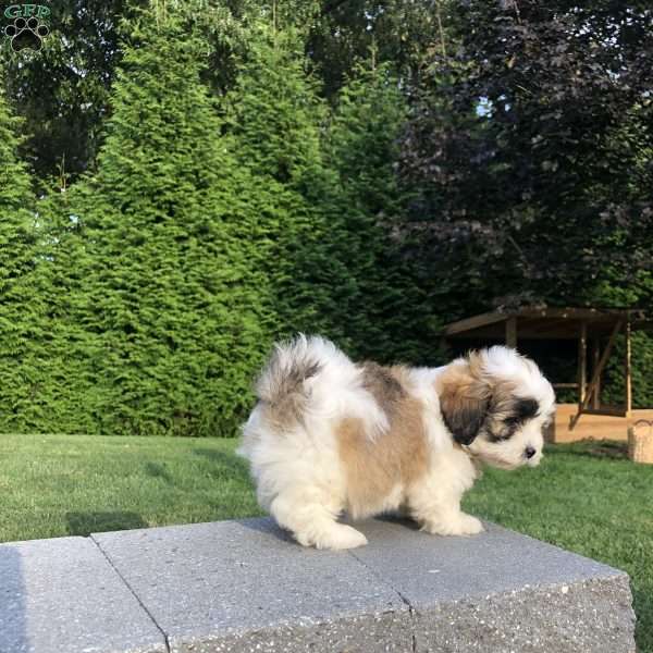 Tessa, Lhasa Apso Mix Puppy