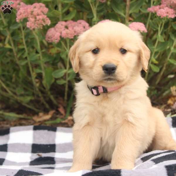 Princess, Golden Retriever Puppy