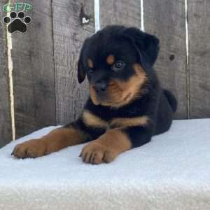 Deisel, Rottweiler Puppy