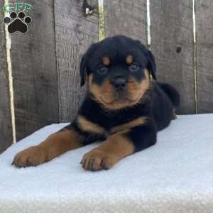 Deisel, Rottweiler Puppy