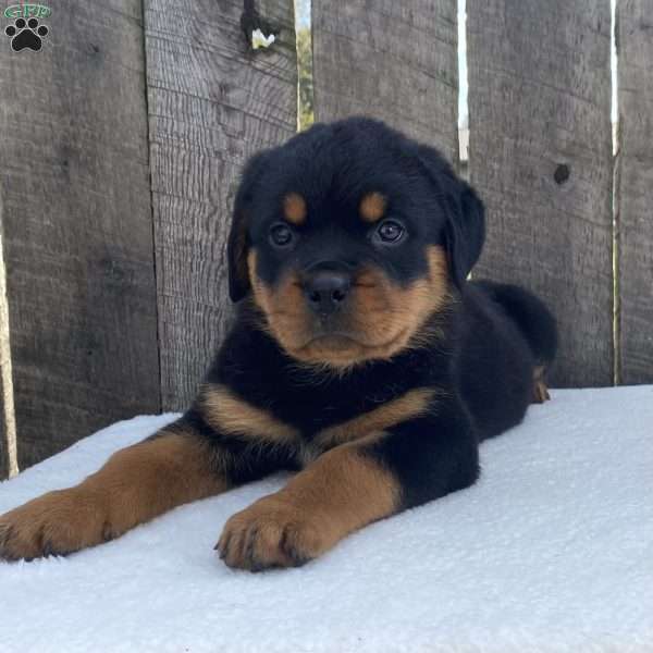 Deisel, Rottweiler Puppy