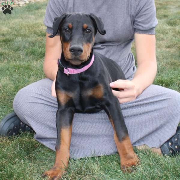 Ollie, Doberman Pinscher Puppy
