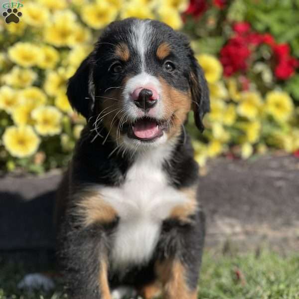 Max, Bernese Mountain Dog Puppy