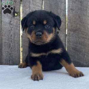 Lexi, Rottweiler Puppy