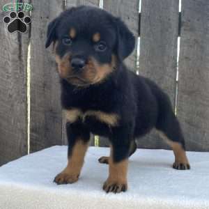 Lexi, Rottweiler Puppy