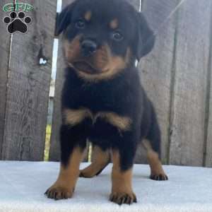 Lexi, Rottweiler Puppy