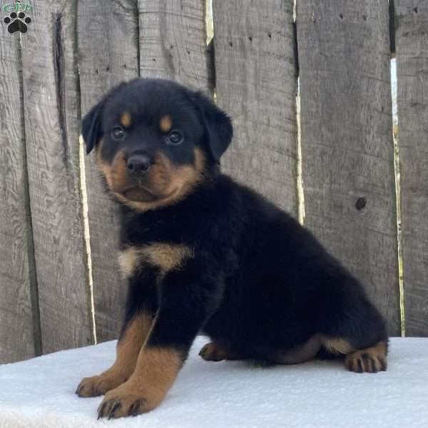 Lexi, Rottweiler Puppy