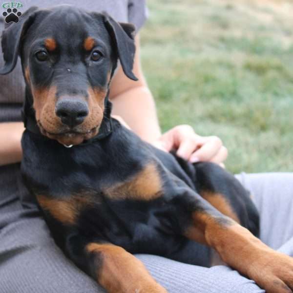 Bella, Doberman Pinscher Puppy