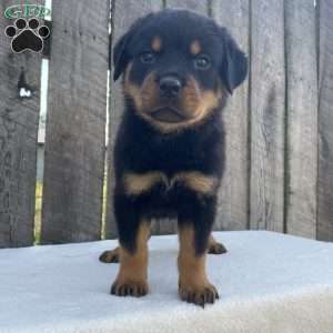 Lexi, Rottweiler Puppy