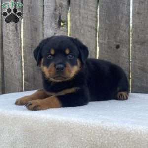 Lexi, Rottweiler Puppy