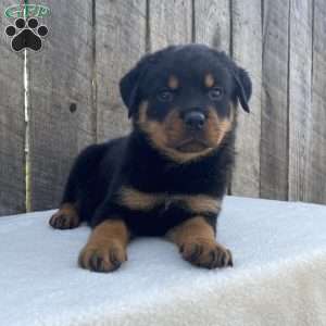 Lexi, Rottweiler Puppy