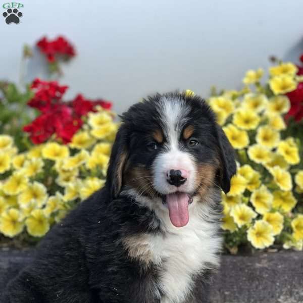 Murphy, Bernese Mountain Dog Puppy