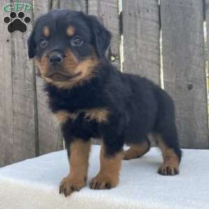 Sofi, Rottweiler Puppy