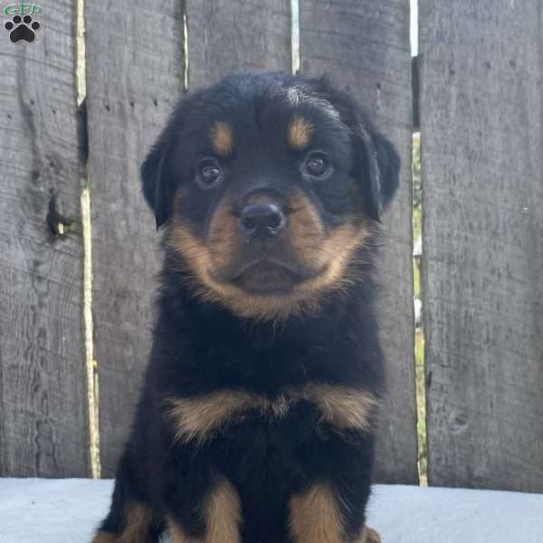 Sofi, Rottweiler Puppy