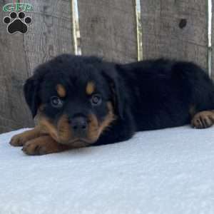 Sofi, Rottweiler Puppy