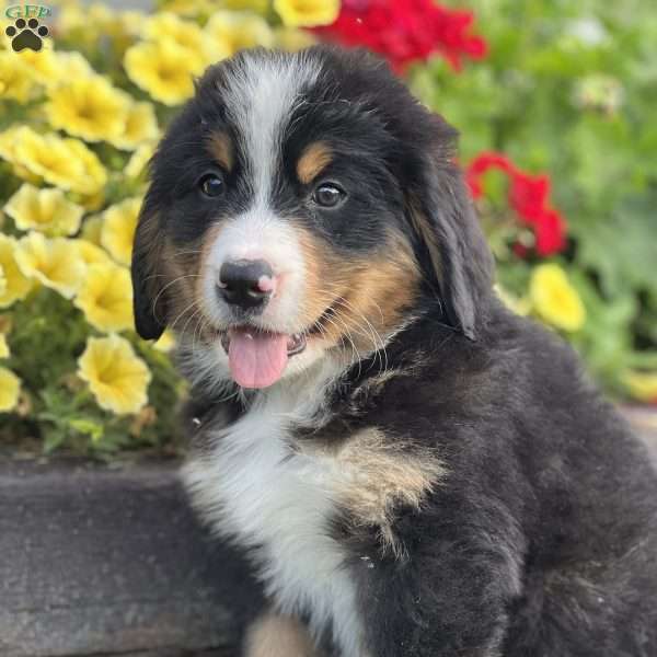 Miko, Bernese Mountain Dog Puppy