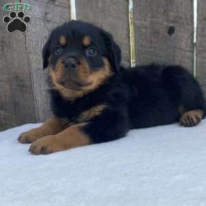 Sofi, Rottweiler Puppy