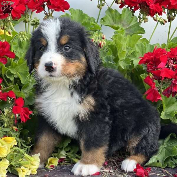 Morty, Bernese Mountain Dog Puppy