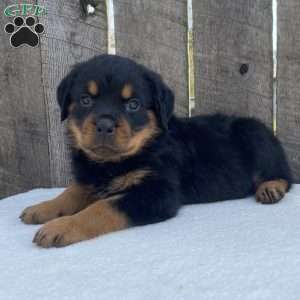 Sofi, Rottweiler Puppy