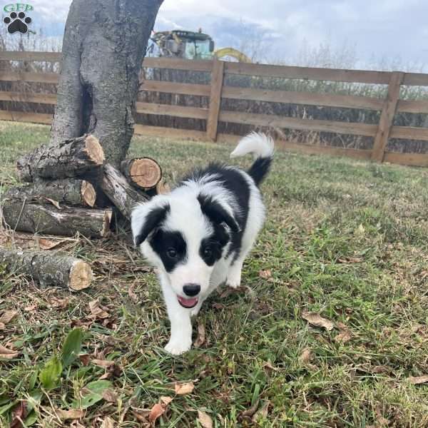 Hunter, Border Collie Puppy