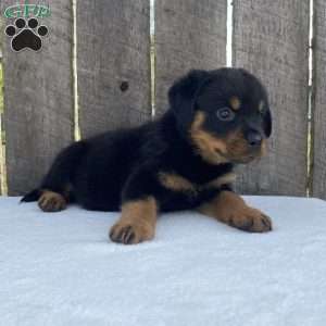 Sage, Rottweiler Puppy