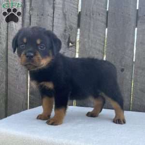 Sage, Rottweiler Puppy