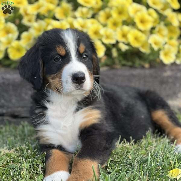 Mushu, Bernese Mountain Dog Puppy