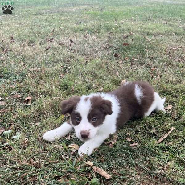 Archer, Border Collie Puppy