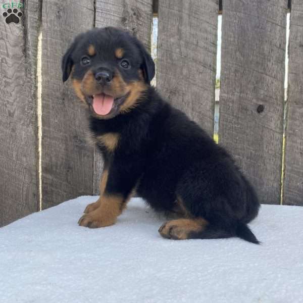 Sage, Rottweiler Puppy