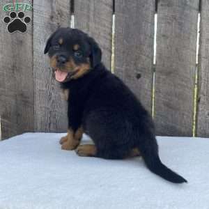 Sage, Rottweiler Puppy