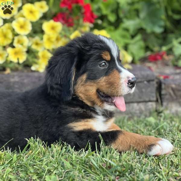 Morris, Bernese Mountain Dog Puppy
