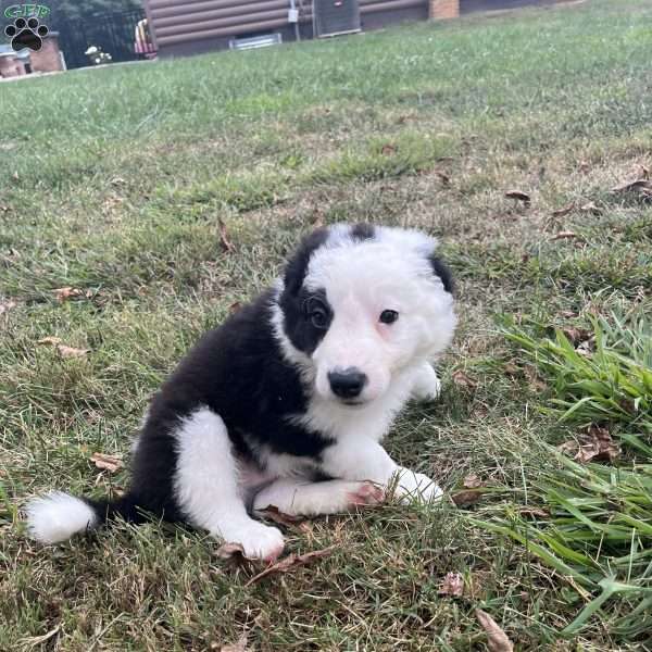 Ruger, Border Collie Puppy