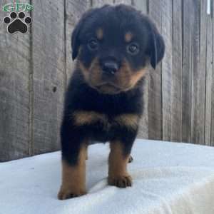 Sage, Rottweiler Puppy