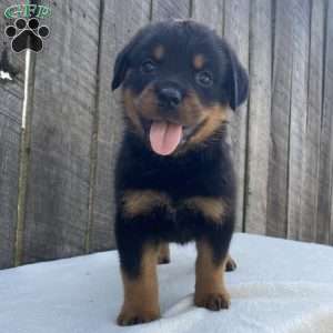 Sage, Rottweiler Puppy