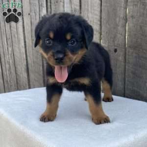Sage, Rottweiler Puppy