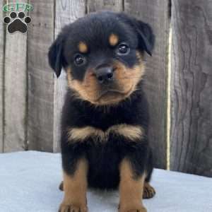 Paige, Rottweiler Puppy