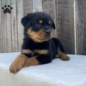 Paige, Rottweiler Puppy