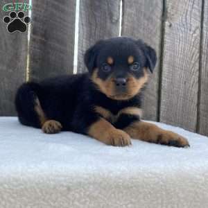 Paige, Rottweiler Puppy