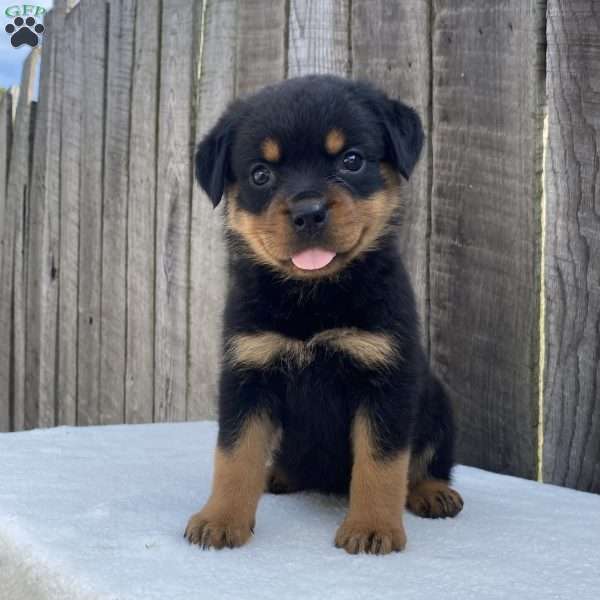 Paige, Rottweiler Puppy
