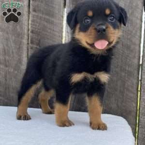 Paige, Rottweiler Puppy