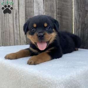 Paige, Rottweiler Puppy
