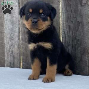Paige, Rottweiler Puppy