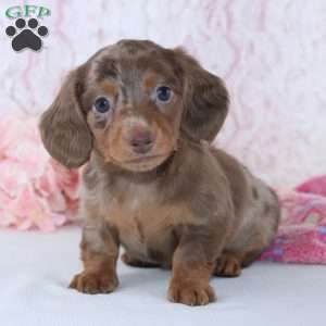 Diana, Dachshund Puppy