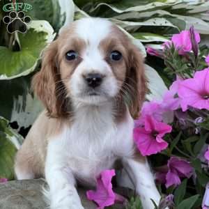 Dream, Cavapoo Puppy