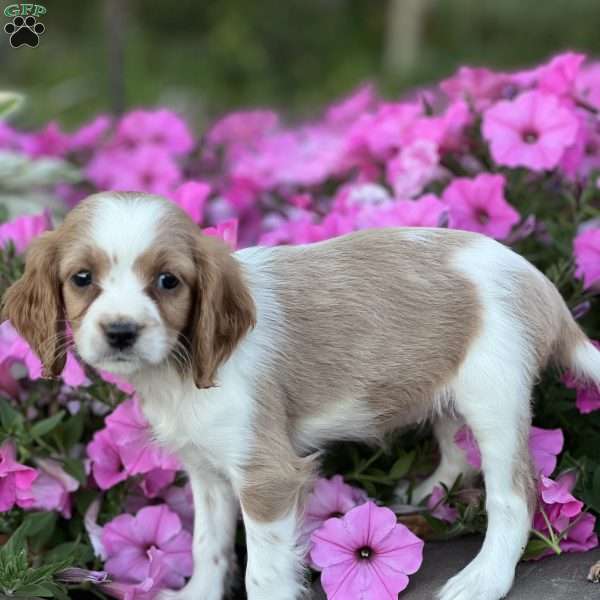 Dream, Cavapoo Puppy
