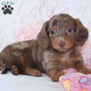 Diana, Dachshund Puppy