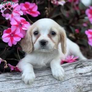 Danica, Cavapoo Puppy